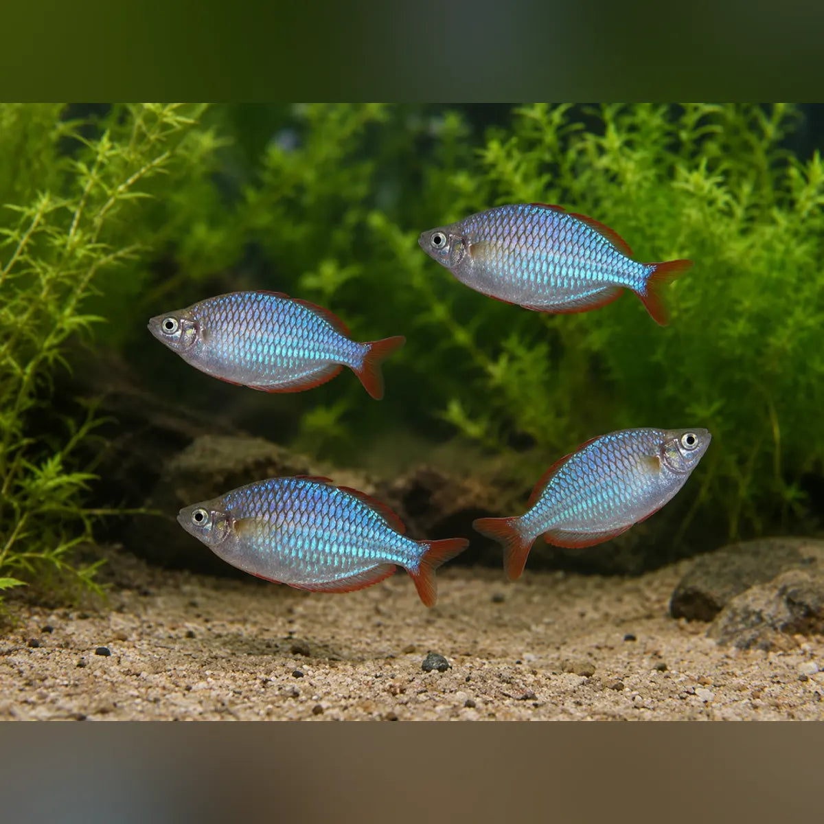 Neon Dwarf Rainbowfish (School of 4)