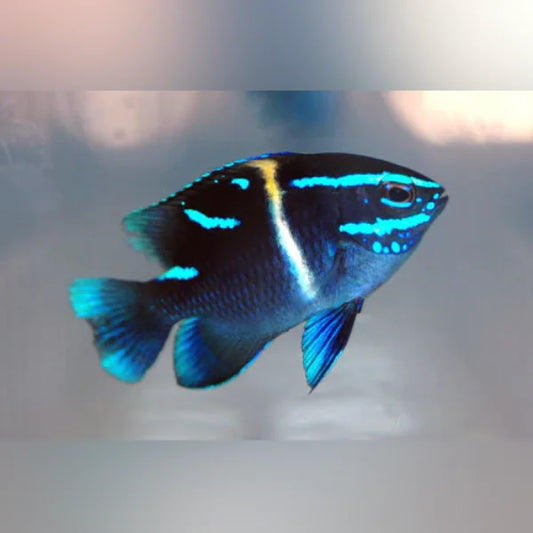 Neon Velvet Damselfish with a blurred background