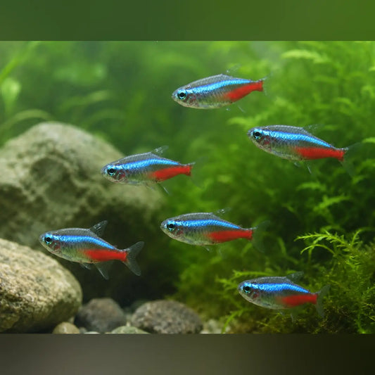 Neon Tetra (School of 6)