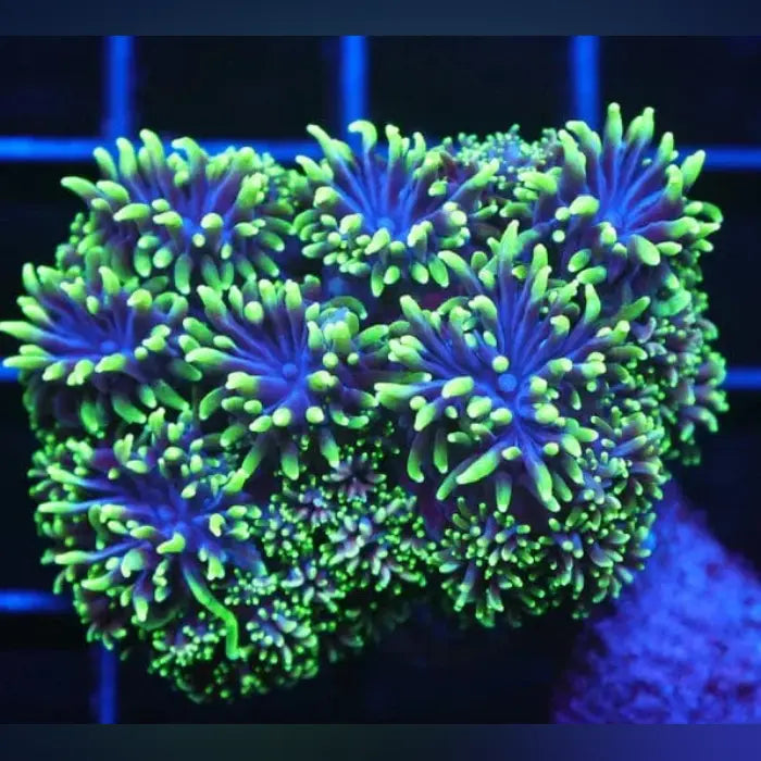 Blue Nightwalker Night Walker Galaxea for Sale | Deep Blue and Neon Green Stinger ...