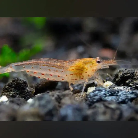 Orange Amano Shrimp