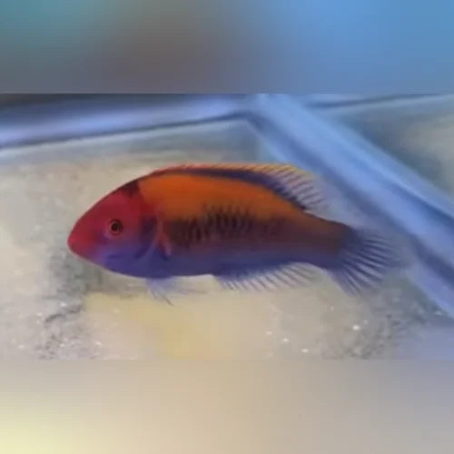 Orange-Back Fairy Wrasse