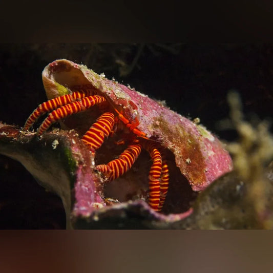 Orange Leg Hermit Crab