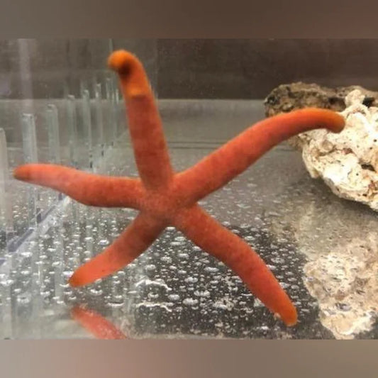 Orange Linckia Starfish
