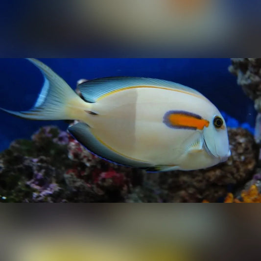 Colorful fish swimming in an aquarium with coral