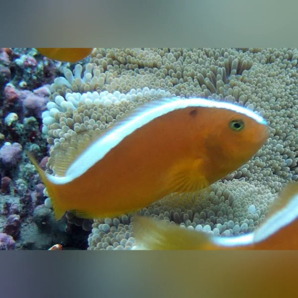 Orange Skunk clownfish with white stripe on a coral reef