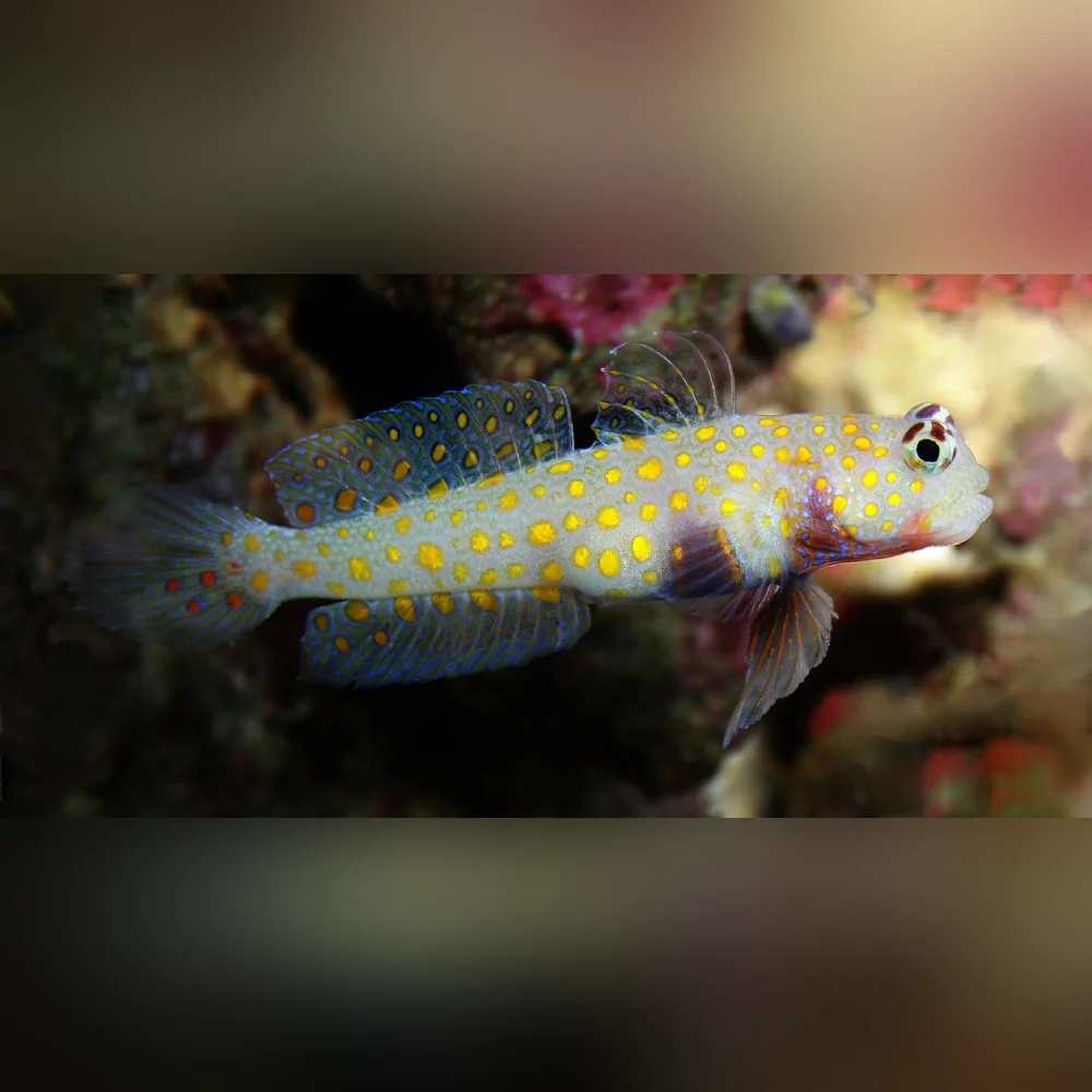 Orange Spot Watchman Goby