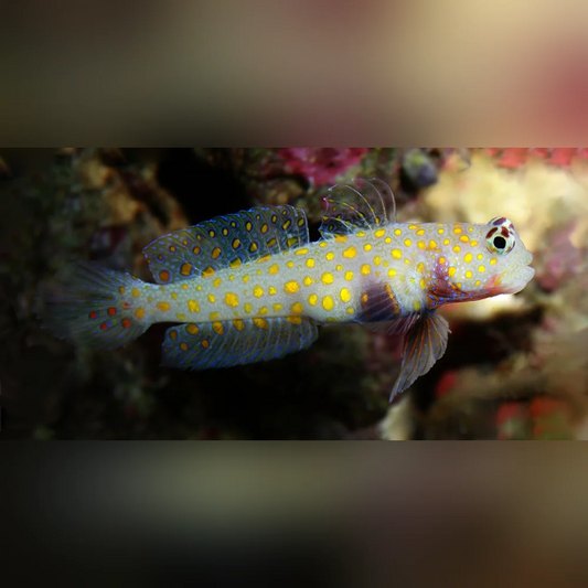 Orange Spot Watchman Goby