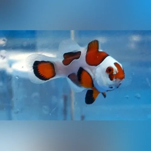 Orange Storm Clownfish