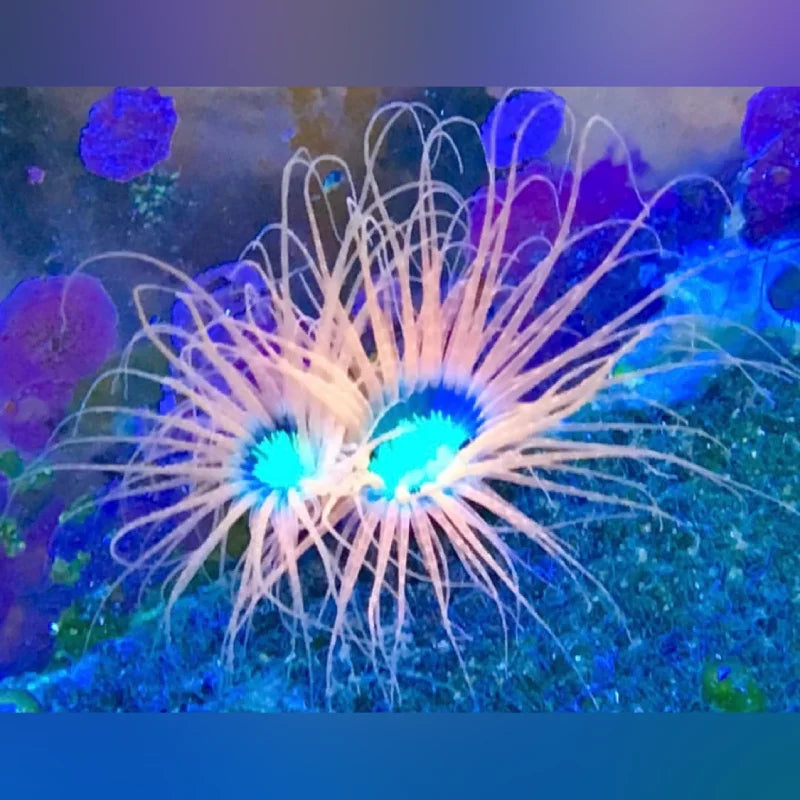 Orange Tube Anemone