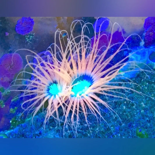 Orange Tube Anemone
