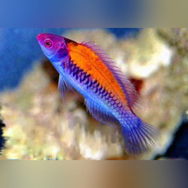 Orange-Back Fairy Wrasse