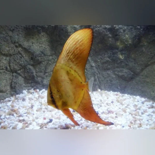 Orange fish in an aquarium with gravel and rock background