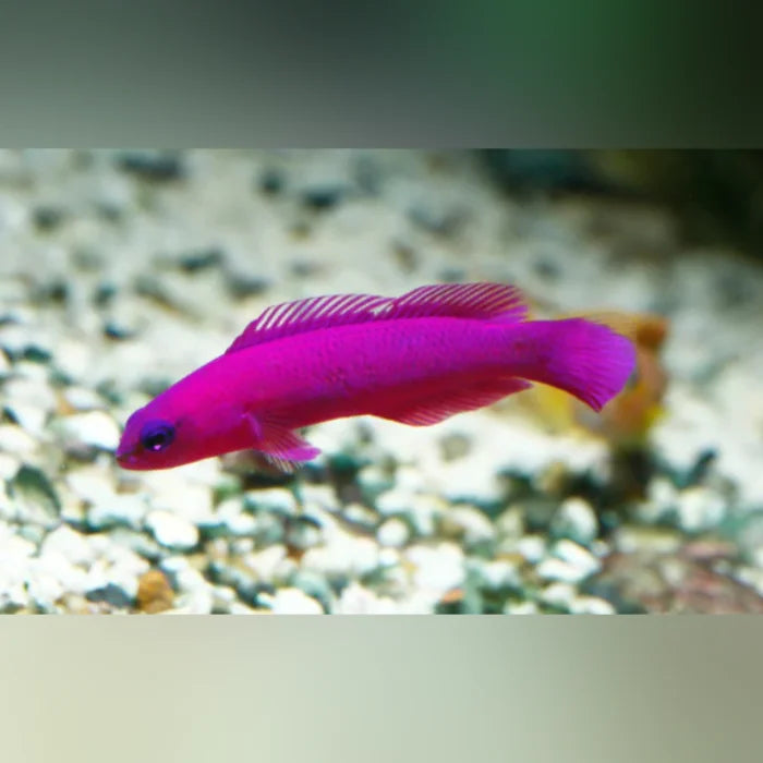 Purple fish swimming in an aquarium with a blurred background