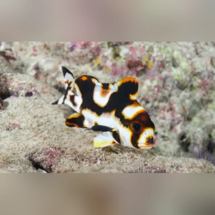 Oriental Sweetlips For Sale | Striking Stripes for Massive Aquariums ...