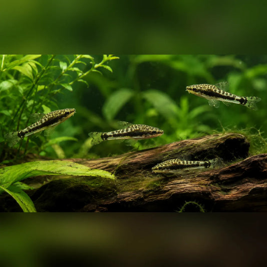 Otocinclus Algae Eater (Cleaning Crew of 4)