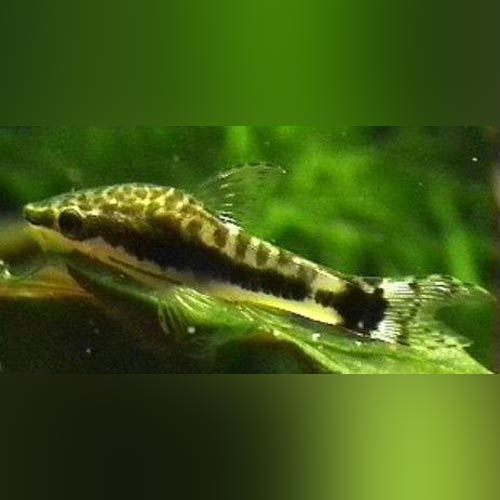 Otocinclus Algae Eater