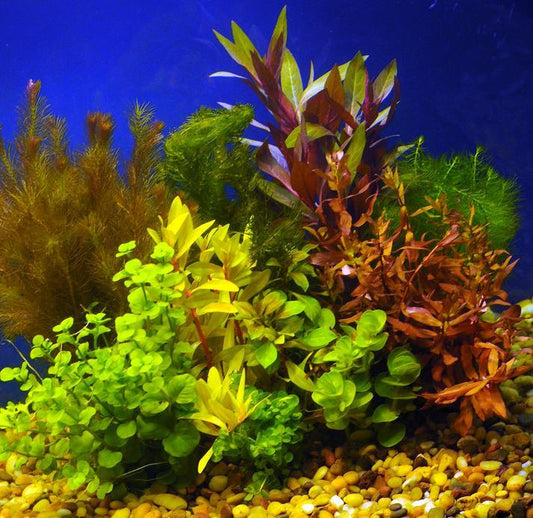 Assorted Bunched Live Plants (Lot of 6)