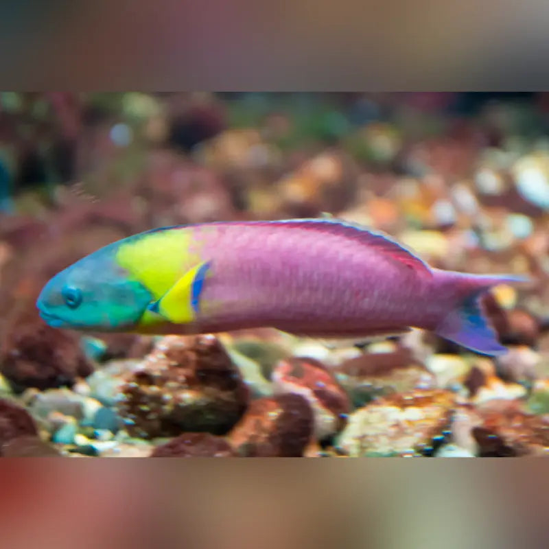 Paddlefin Wrasse