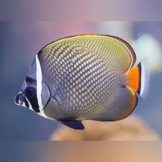 Close-up of a colorful fish with a patterned body against a blurred background
