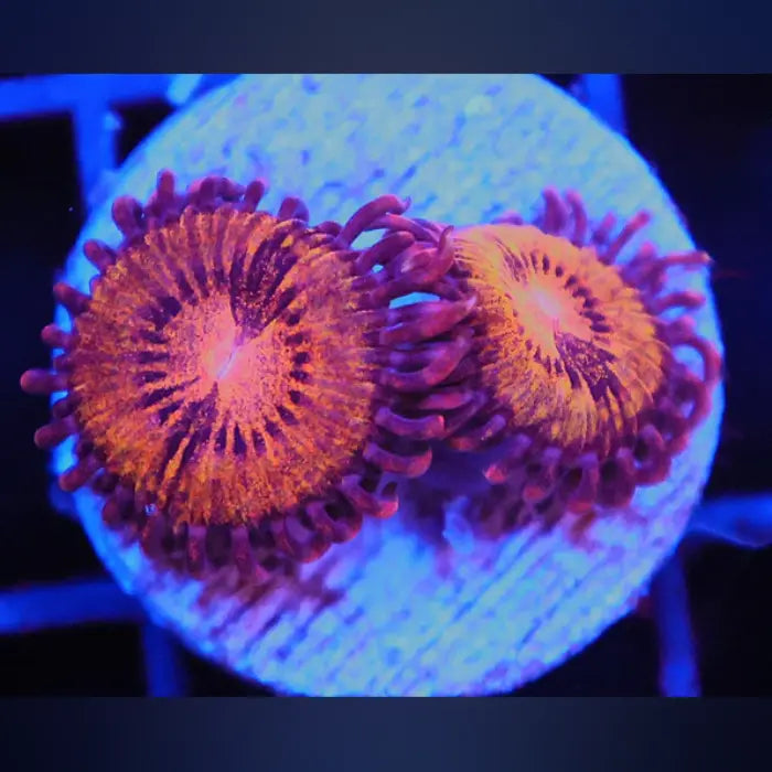 Pandora Zoa for Sale | Iconic Blue and Green Colonial Polyp ...