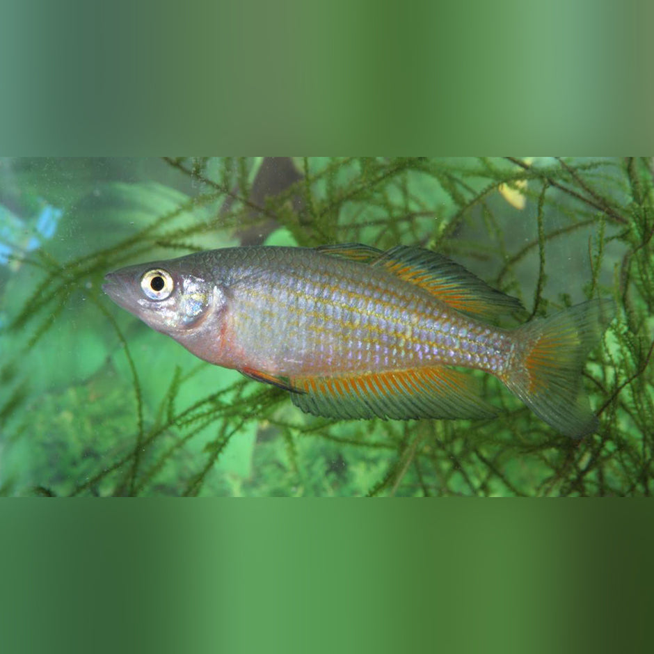 Rainbowfish for Sale | AquariumFish.com – Page 2