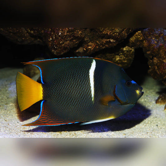 Passer Angelfish