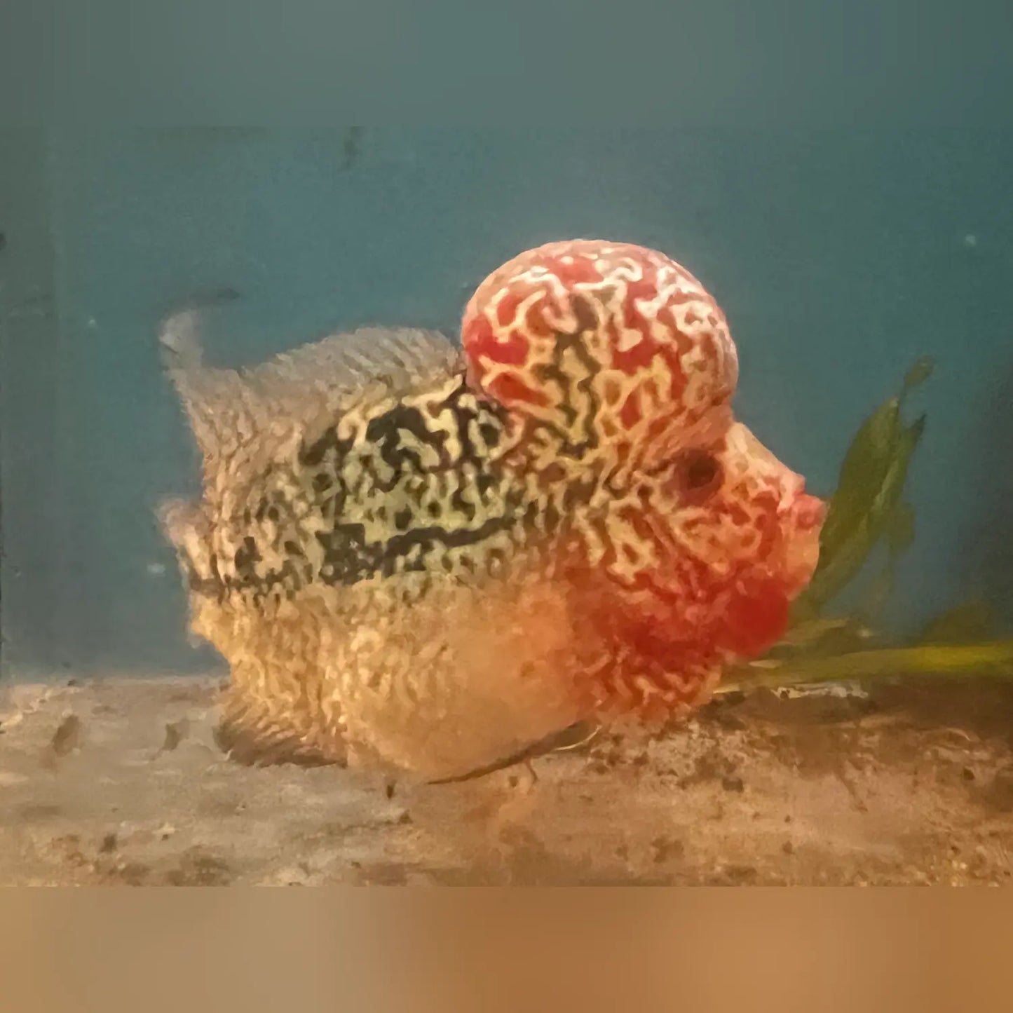 Pearl Humphead Flowerhorn
