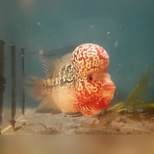 Pearl Humphead Flowerhorn