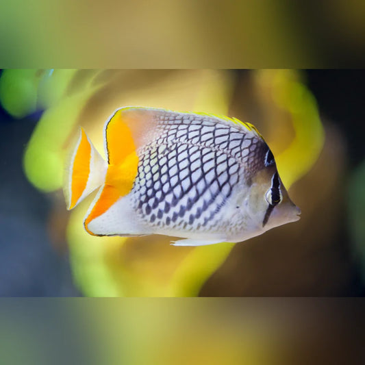 Close-up of a Pearlscale Butterflyfish with a blurred background