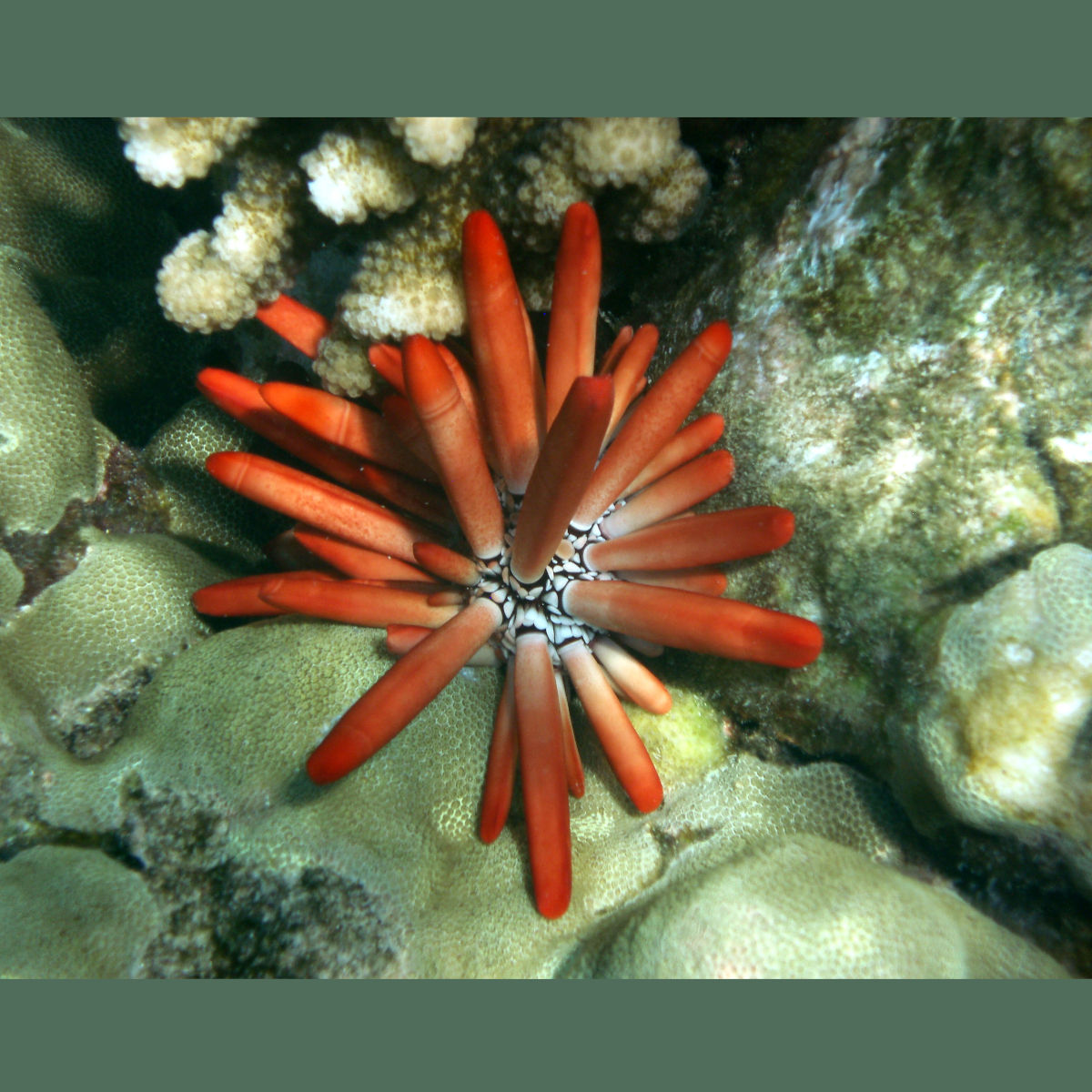 Pencil Urchin