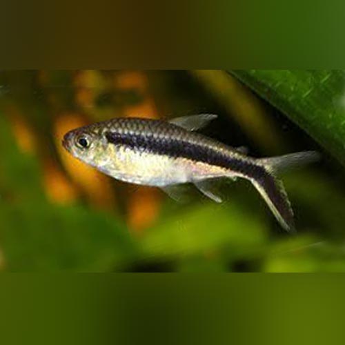 Penguin Tetra