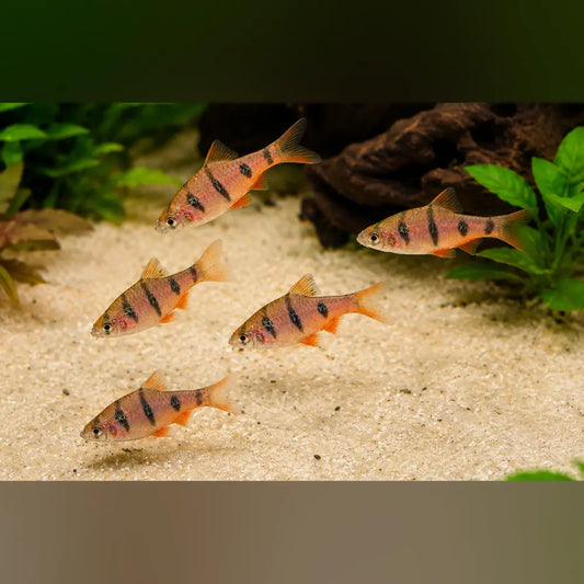 Penta Barb (School of 5)