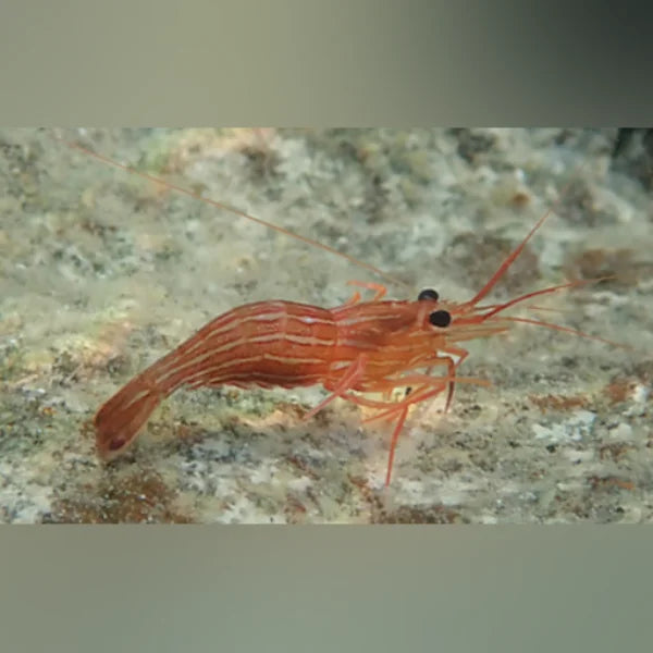 Red shrimp on a textured rock surface