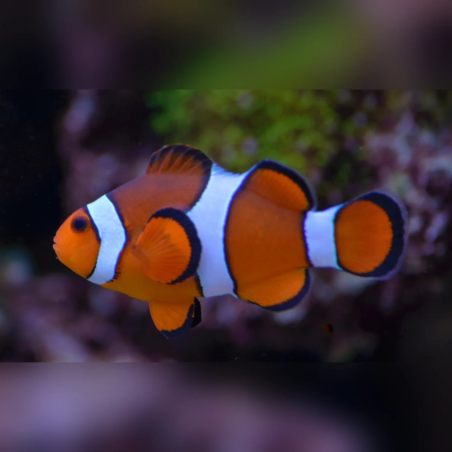 Orange clownfish with white stripes swimming in an aquarium setting
