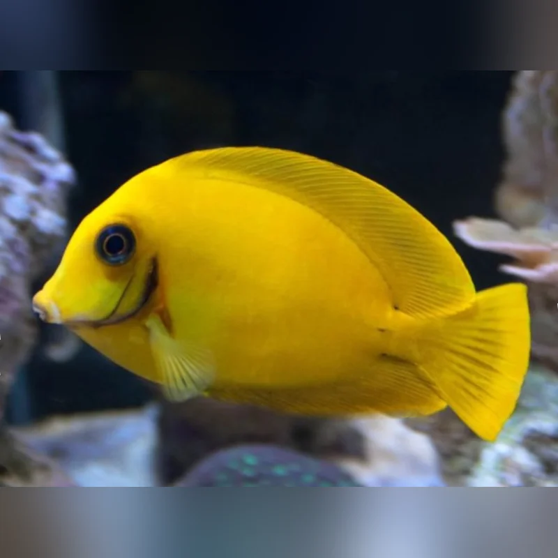 Philippine Yellow Tang