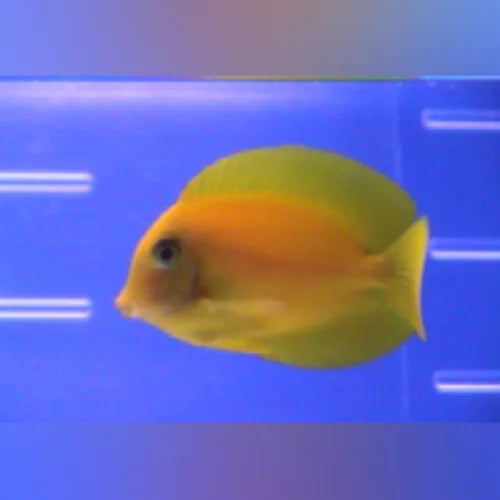 Philippine Yellow Tang for Sale
