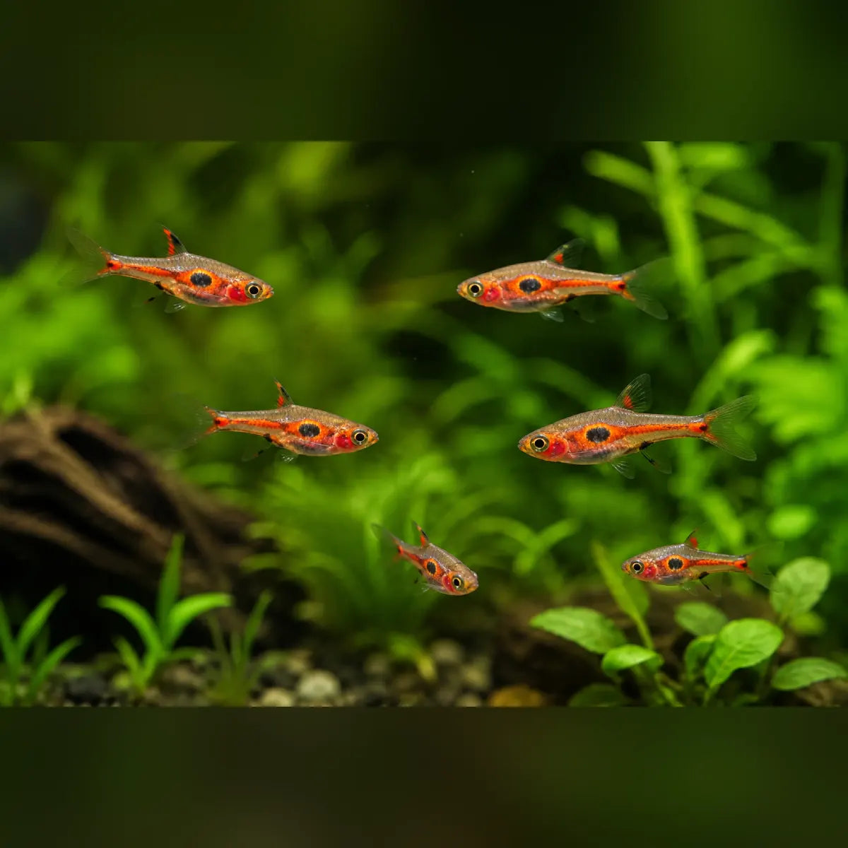 Phoenix Rasbora (School of 6)