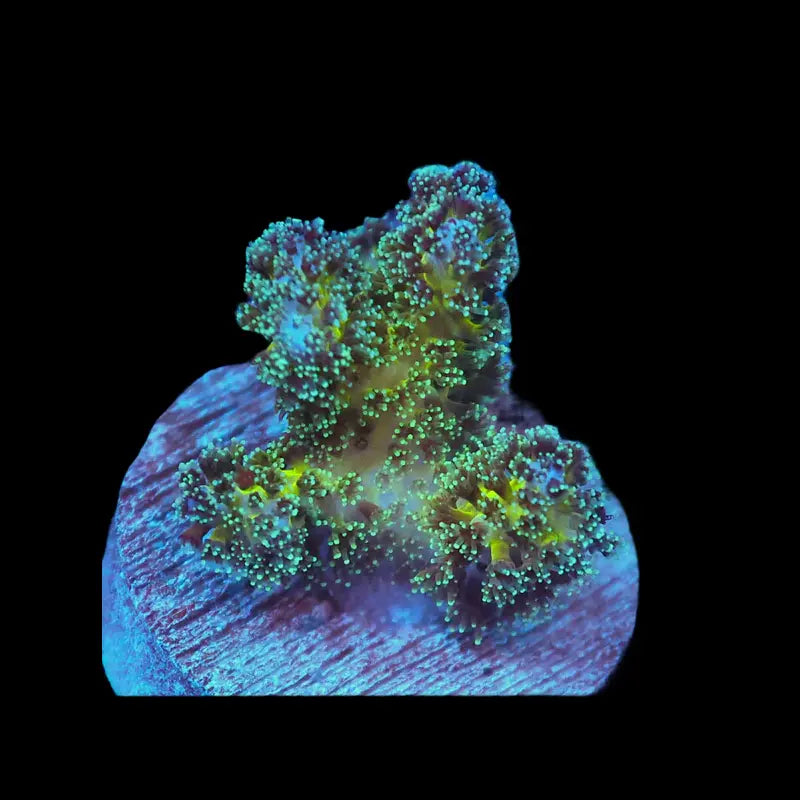 Pickle Juice Pocillopora