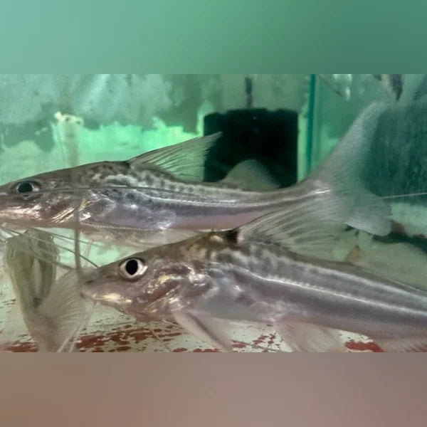 Pictus Catfish