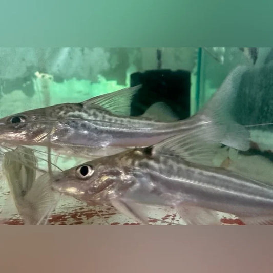 Pictus Catfish