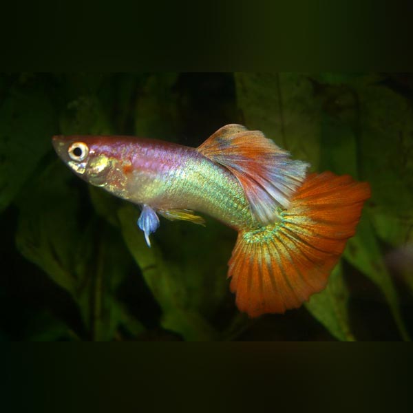 Male Pink Flamingo Guppy