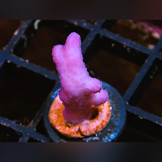 Pink Flamingo Stylophora