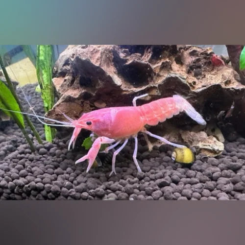 Pink lobster in an aquarium with rocks and plants