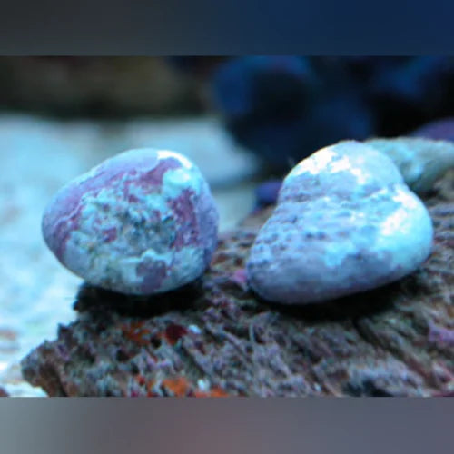 Pink Margarita Snail