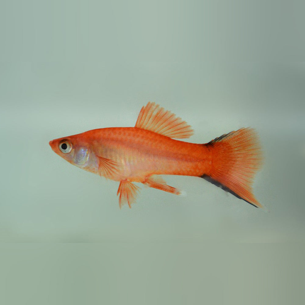 Pink Solar Pink Solar Swordtail – AquariumFish.com