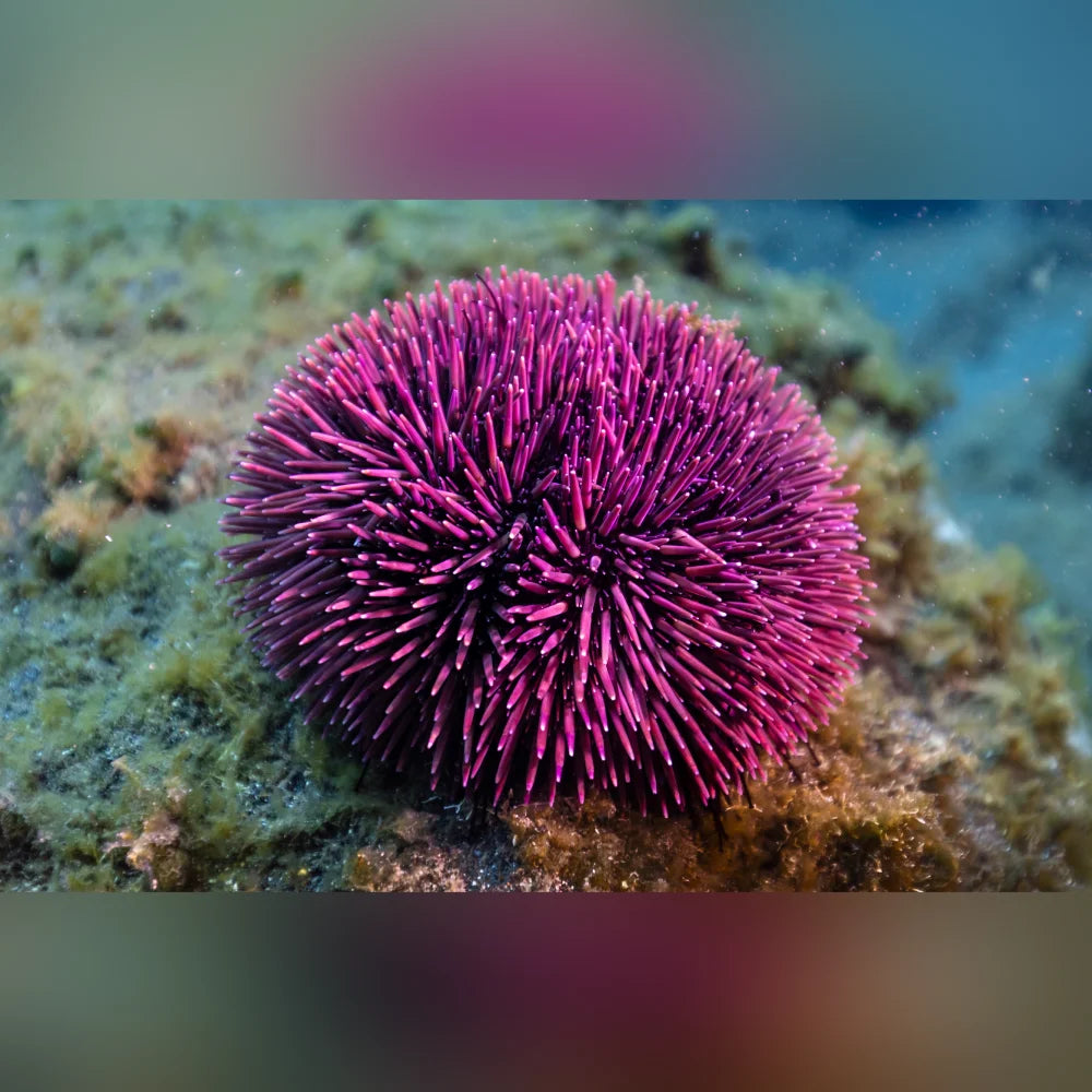 Close-up of a pink sea urchin on a rocky underwater surface