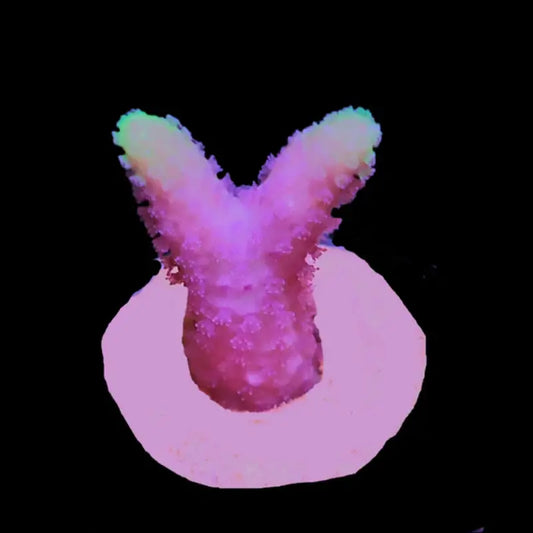 Pinkalicious Seriatopora
