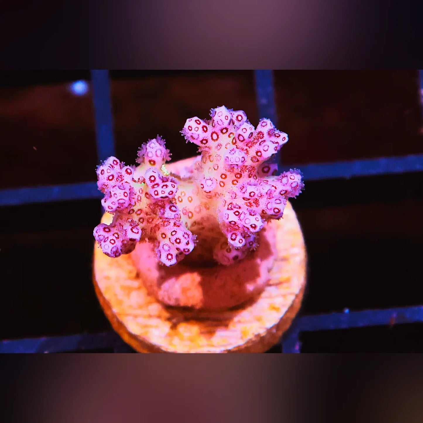Pinky and the Brain Pocillopora
