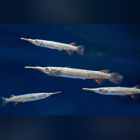 Platinum Half Beak (Group of 4)